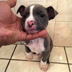 The Pit Bull Press - Pit Bull Photos