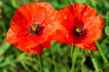 Coquelicot photo