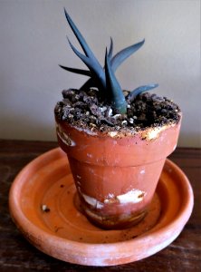 A Haworthia/Aloe hybrid