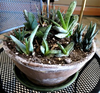 A thriving succulent collection