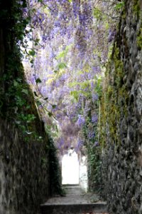 CAMILLE MORENOS - tunnel des glycines