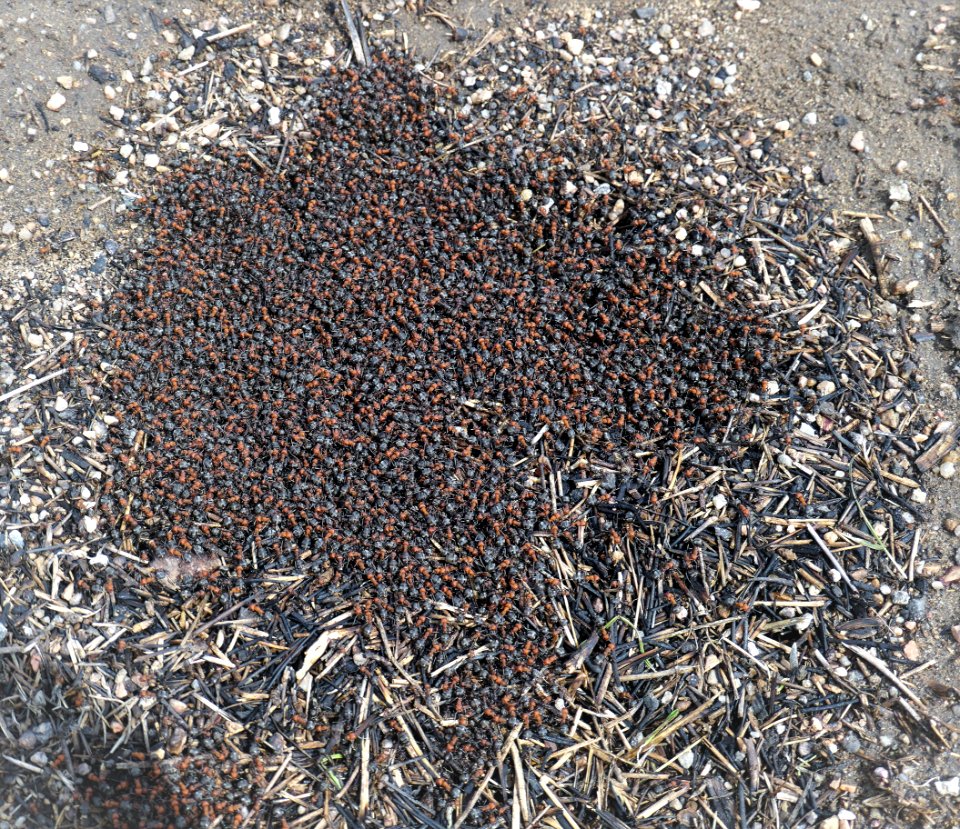 Ant Hill