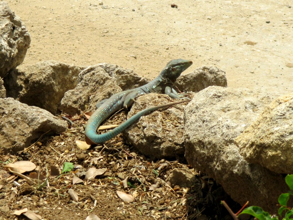 Cnemidophorus murinus