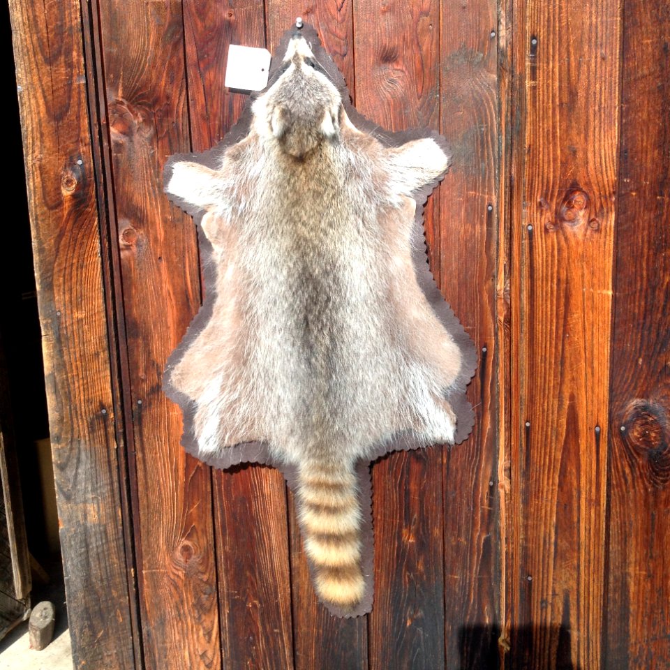 Raccoon flat rug-$75