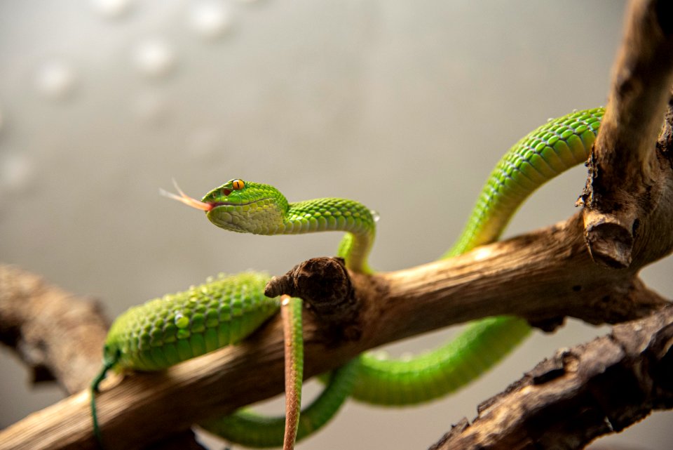 Serpiente