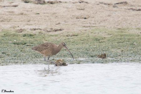 Whimbrel