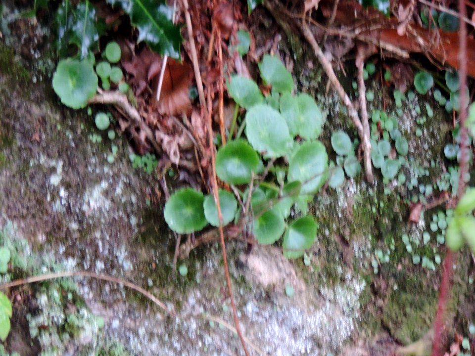 nombril de Vénus