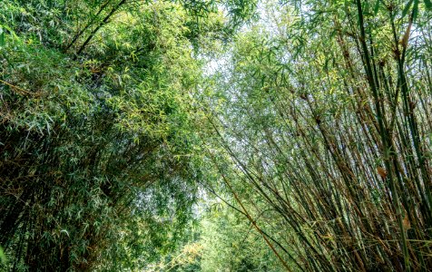 交大美景 / 百竹園