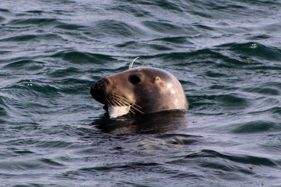 Grey seal with fish. Colonsay.