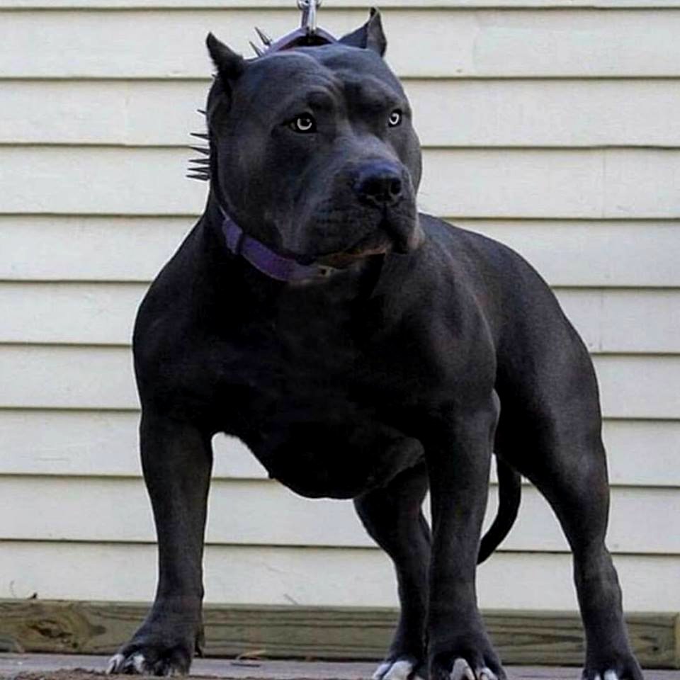 The Pit Bull Press - Pit Bull Photos