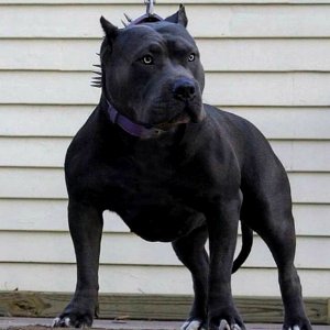 The Pit Bull Press - Pit Bull Photos