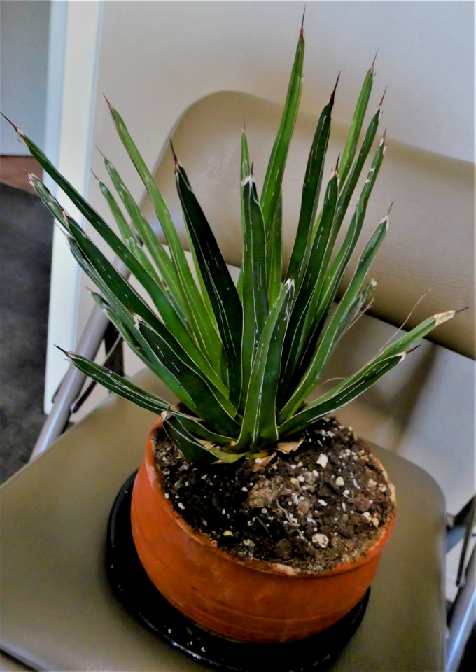 A World Champion Agave