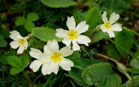 Sumark (Primroses): A flower to ward off evil at Oie Voaldyn