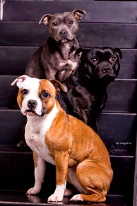 The Pit Bull Press - Pit Bull Photos