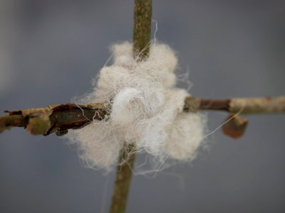 Crosh Cuirn: An Oie Voaldyn tradition