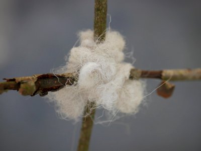 Crosh Cuirn: An Oie Voaldyn tradition photo