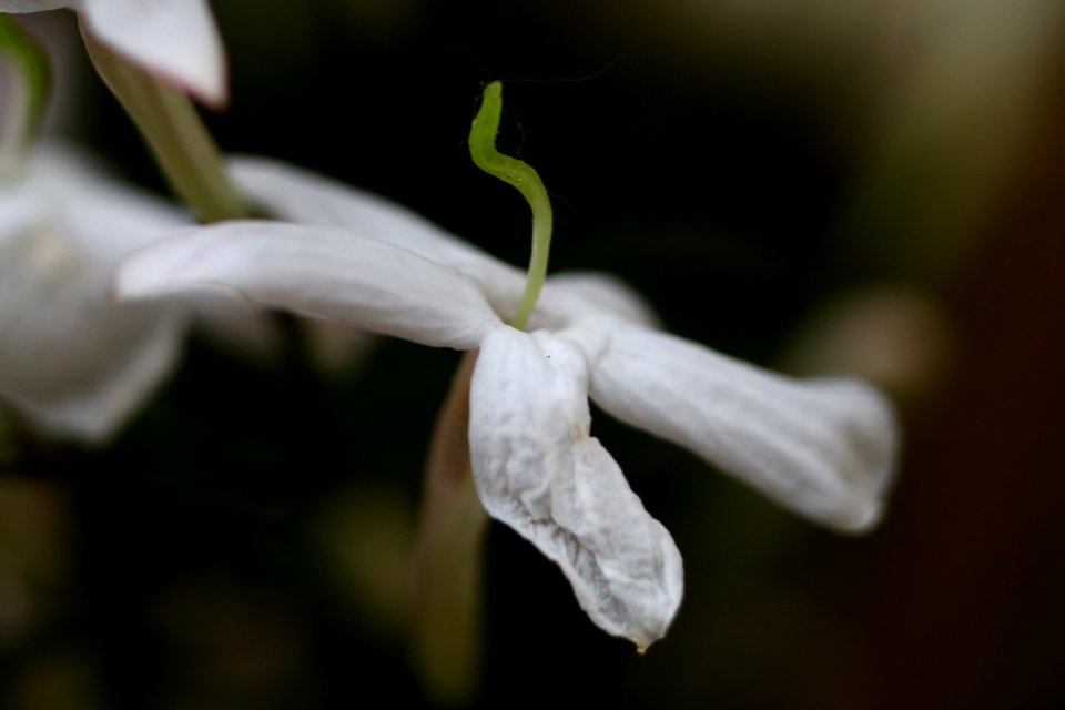 Stéphanie-Baumard-jasmin