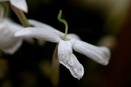 Stéphanie-Baumard-jasmin