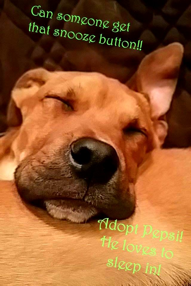 Pit Bull Press - Memes