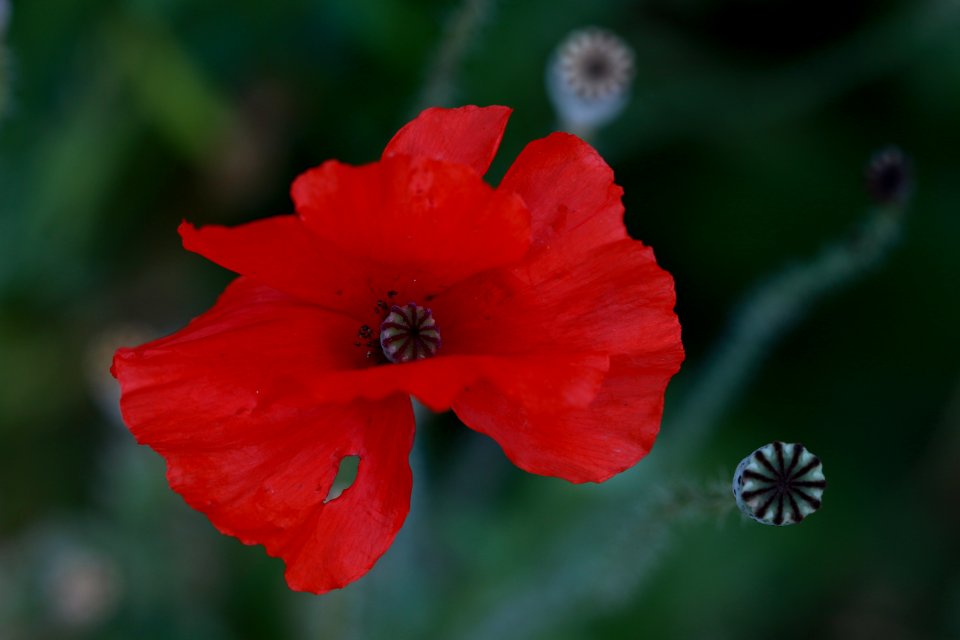Stéphanie-baumard-coquelicot