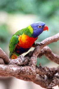 CAMILLE MORENOS - oiseau multicolore