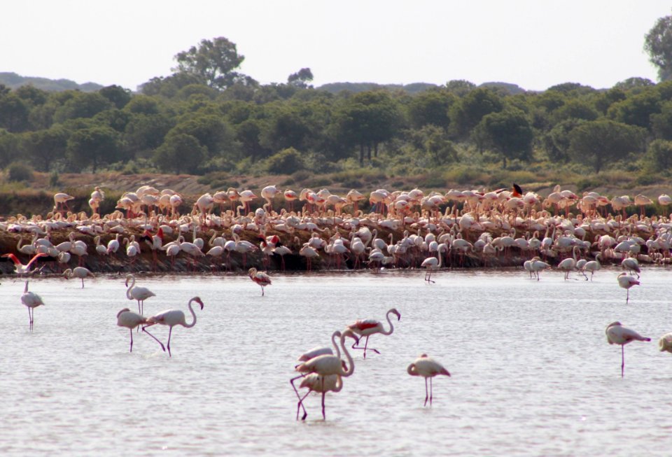 Greater flamingoes nesting