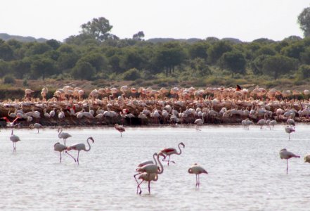 Greater flamingoes nesting photo