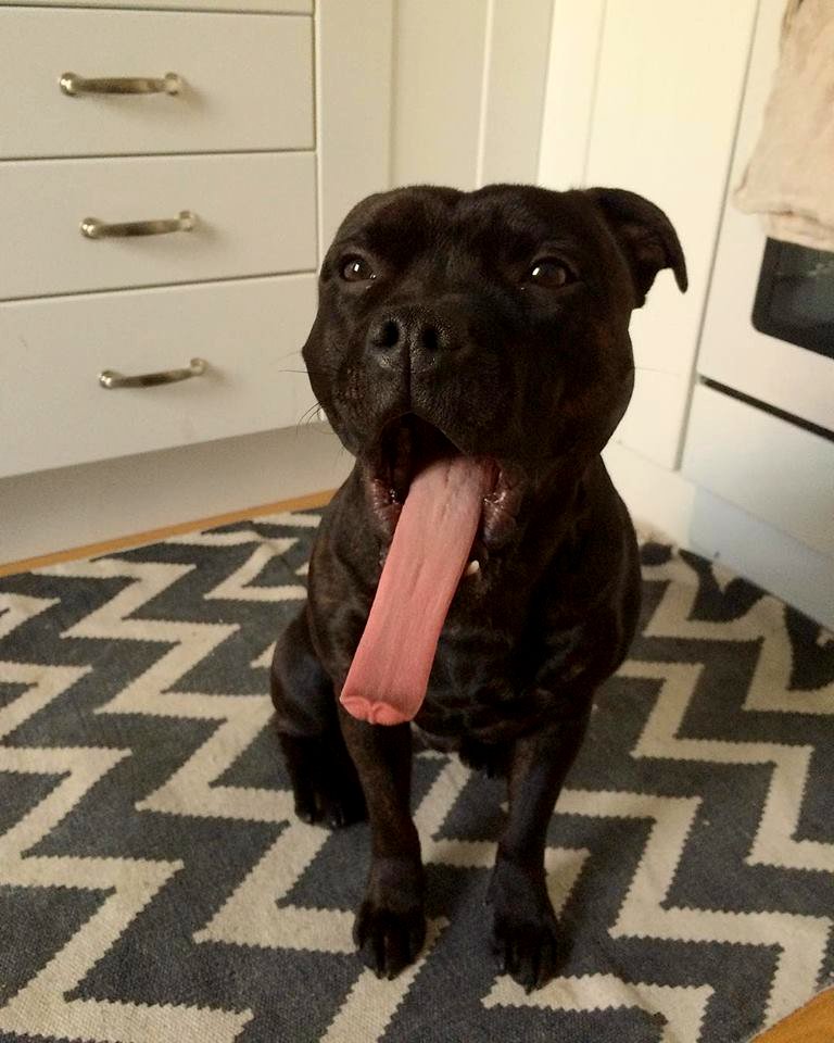 The Pit Bull Press - Pit Bull Photos