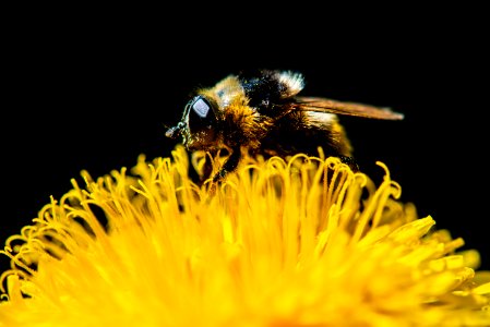 Abeja Polinizando ?