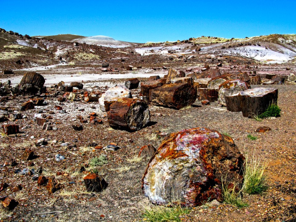 Petrified Forest National Park