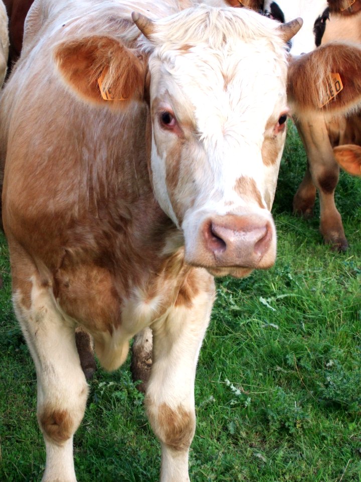 CAMILLE MORENOS -Vache