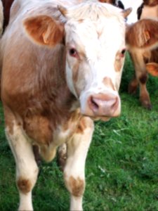CAMILLE MORENOS -Vache