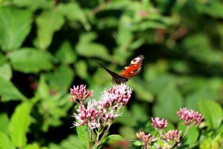 Papillon Paon du jour photo