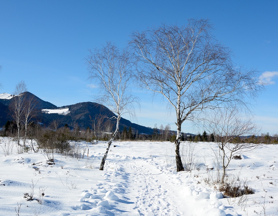 Individually birch cold