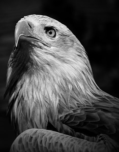 Beak wild nature
