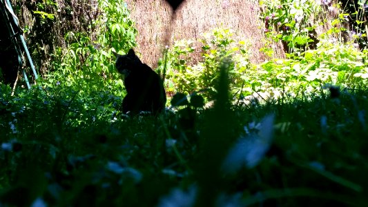 Chat dans l'ombre