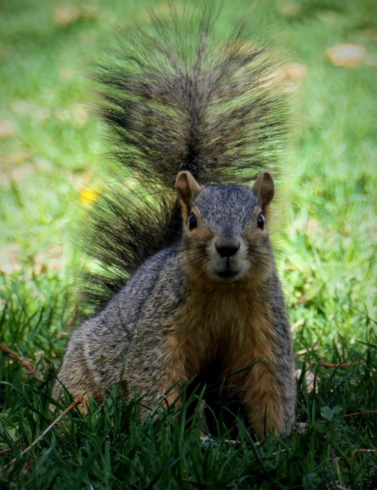 A friendly squirrel at Denver's Governor's Mansion Park