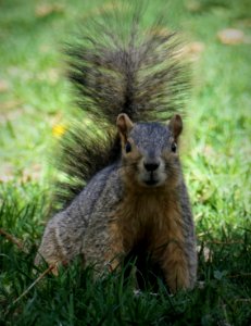 A friendly squirrel at Denver's Governor's Mansion Park photo