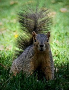 A friendly squirrel at Denver's Governor's Mansion Park