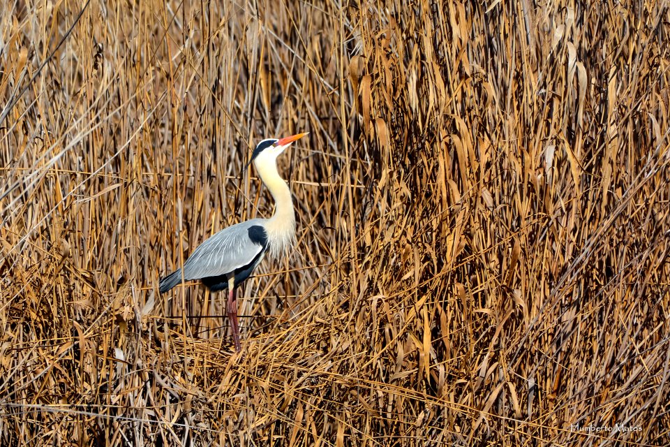 Garça-real (Ardea cinerea)