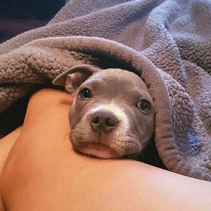The Pit Bull Press - Pit Bull Photos