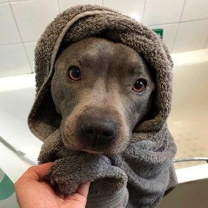 The Pit Bull Press - Pit Bull Photos