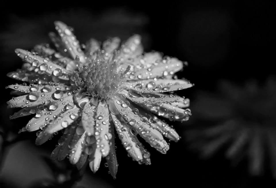 White nature plant
