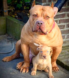 The Pit Bull Press - Pit Bull Photos