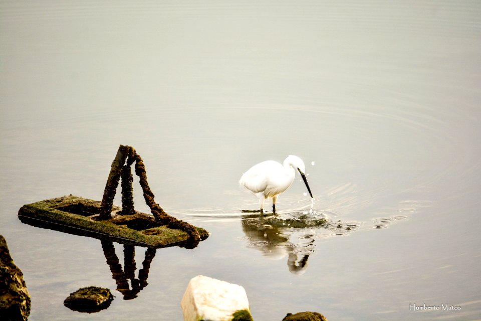 Garça-branca-pequena (Egretta garzetta)