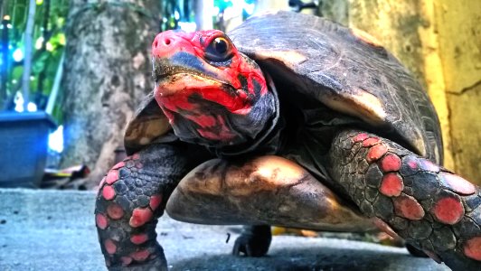 World Turtle 02