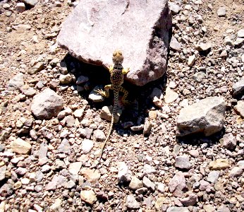 collared lizard