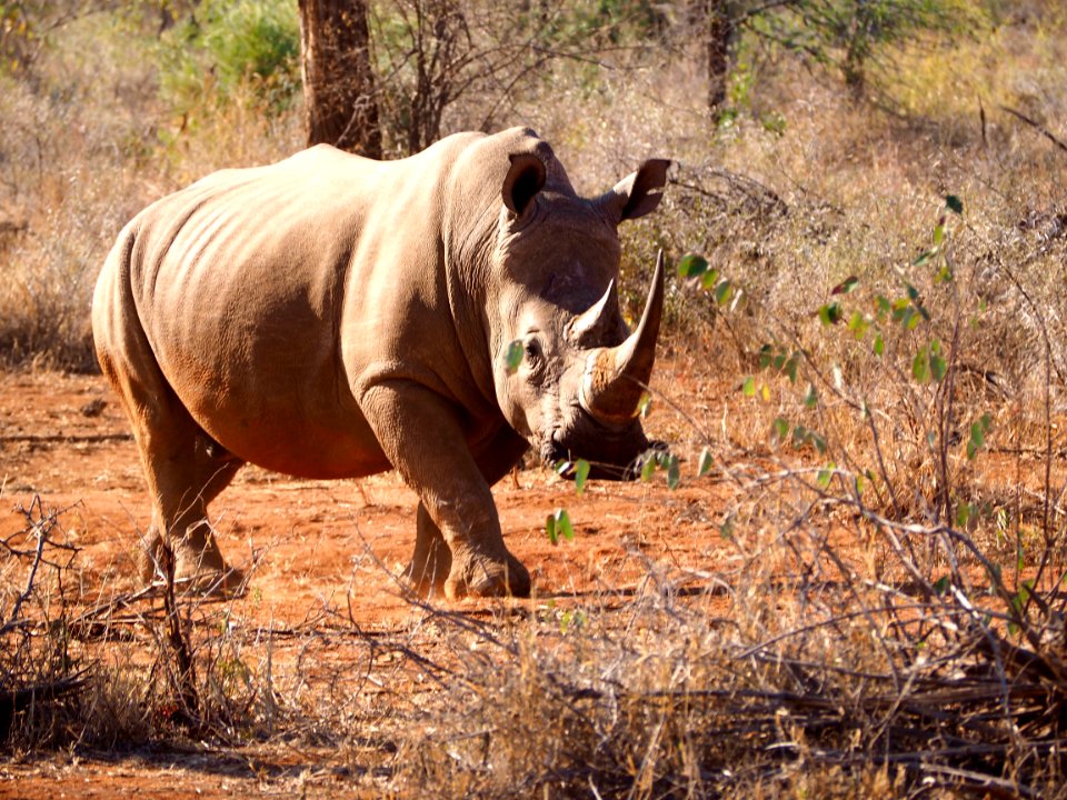 Rhino