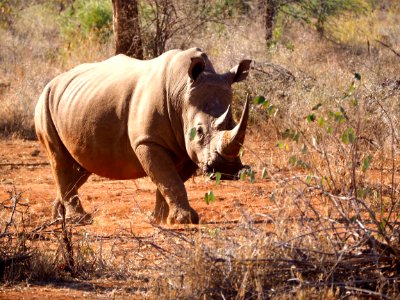Rhino