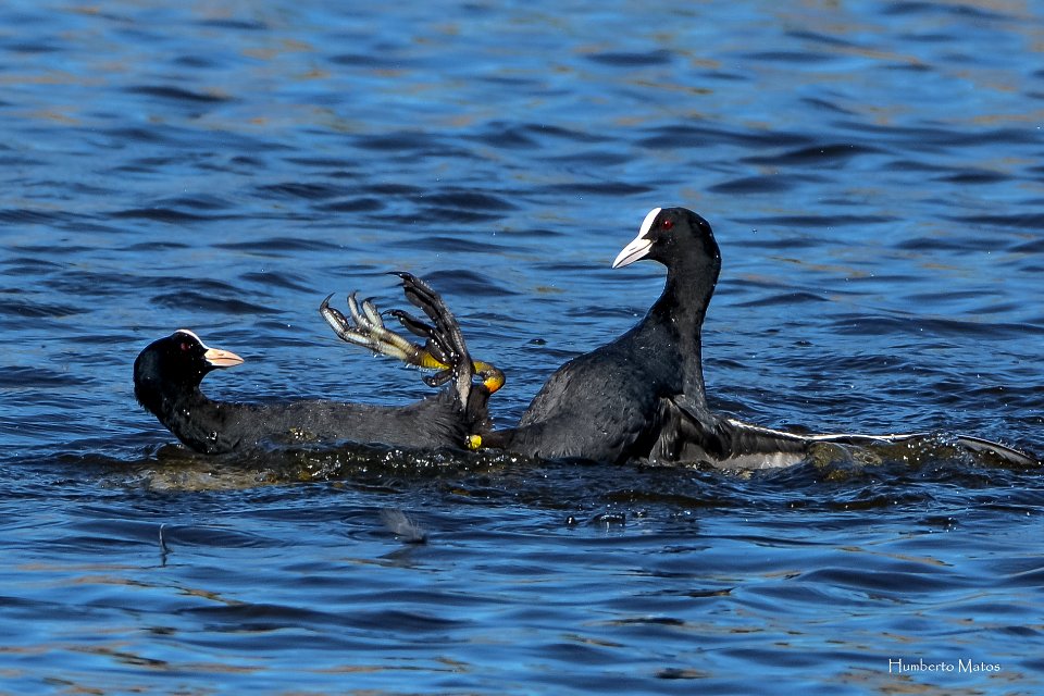 Galeirão-comum (Fulica atra)